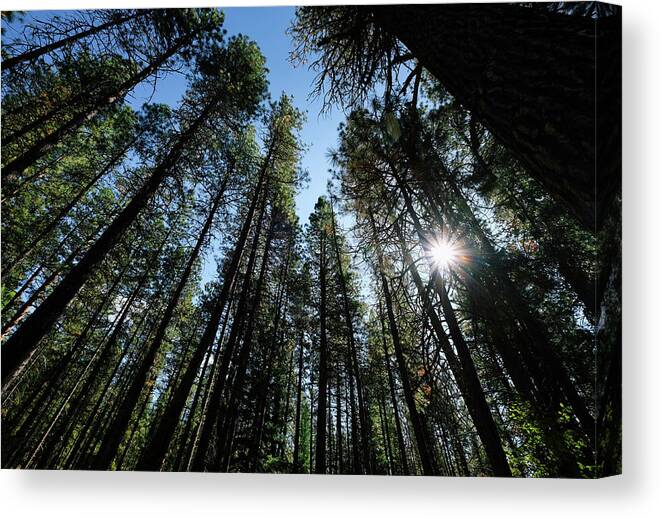 Forest Canvas Print featuring the photograph Metolius River Trees by Sherrie Triest