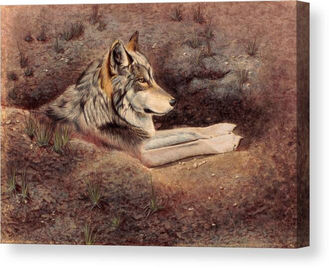 Mexican Wolf Laying In Hole Canvas Print featuring the painting Mexican Wolf by Rusty Frentner