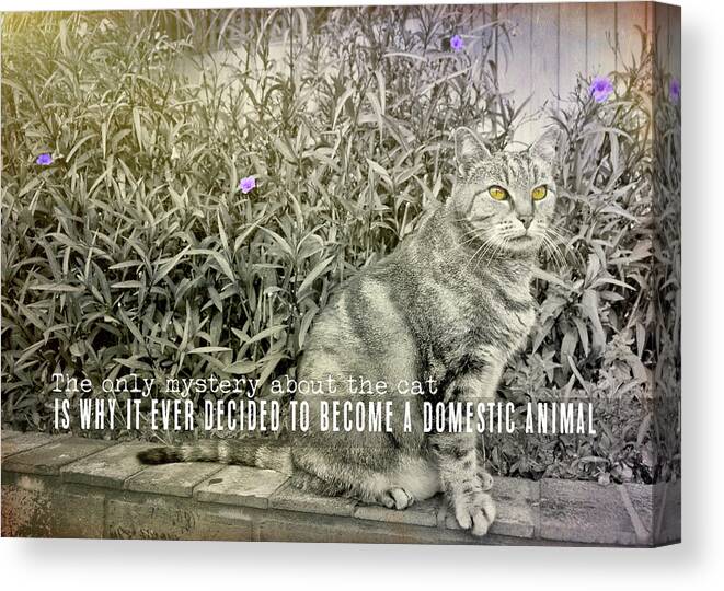 A Canvas Print featuring the photograph MILK FOR THE CAT quote by JAMART Photography