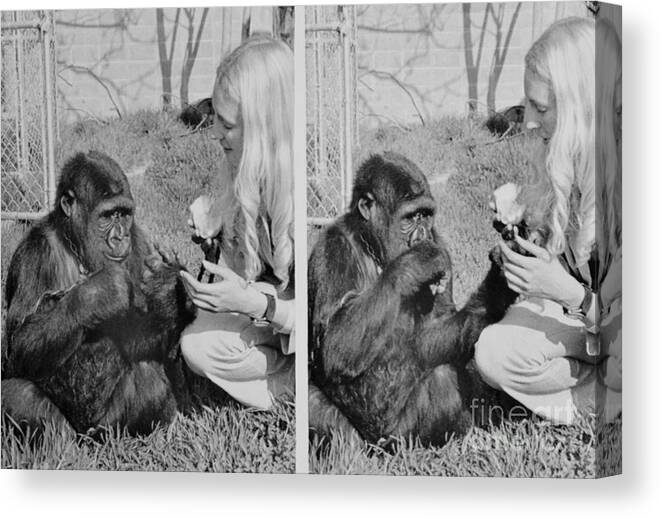 Education Canvas Print featuring the photograph Miss Patterson And Koko by Bettmann