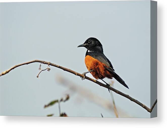 Songbird Canvas Print featuring the photograph Mocking Cliff-chat Perched On Tree by Sami Sarkis