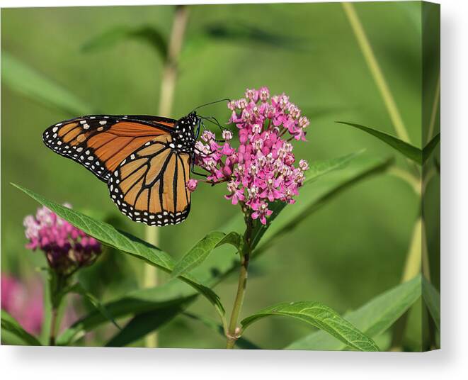 Monarch Butterfly Canvas Print featuring the photograph Monarch 2019-1 by Thomas Young