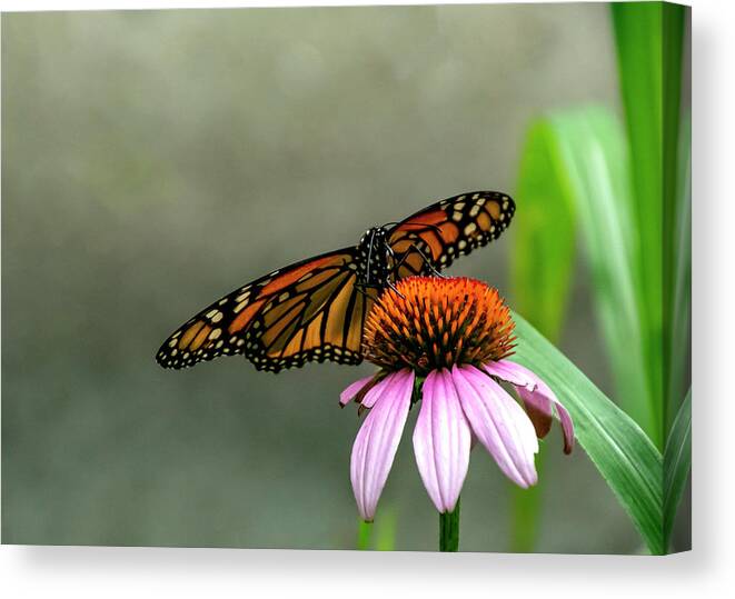 Butterfly Canvas Print featuring the photograph Monarch On Coneflower by Cathy Kovarik