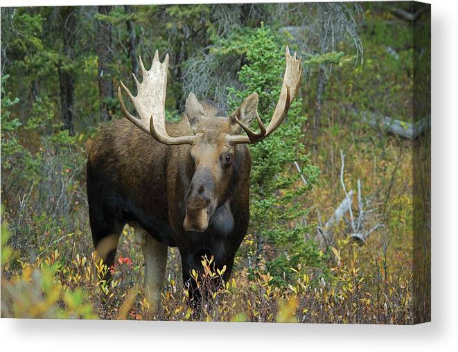 Grass Canvas Print featuring the photograph Moose Alces Alces In The Forest by Philippe Widling / Design Pics