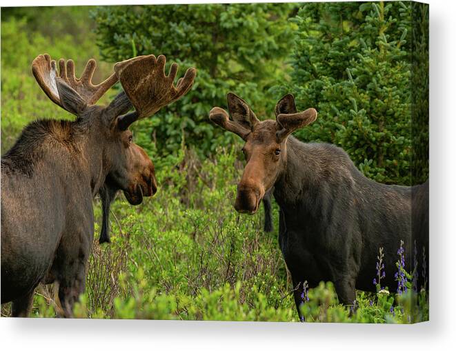 Moose Canvas Print featuring the photograph Moose Conversations by Gary Kochel