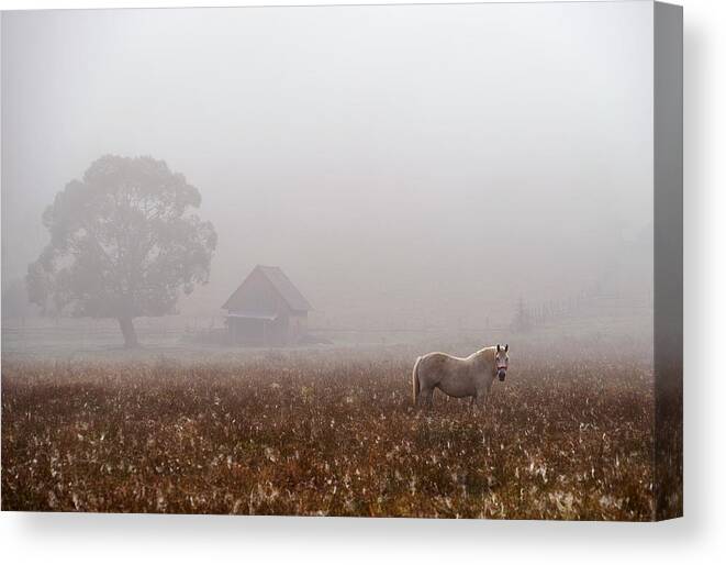 House Canvas Print featuring the photograph Morning Fog by Sorin Tanase