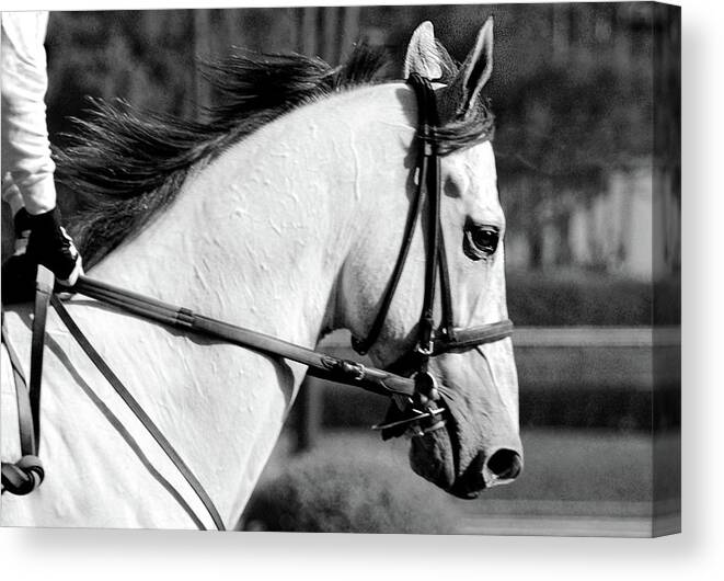 Monochrome Canvas Print featuring the photograph Morning Gallop by Minnie Gallman