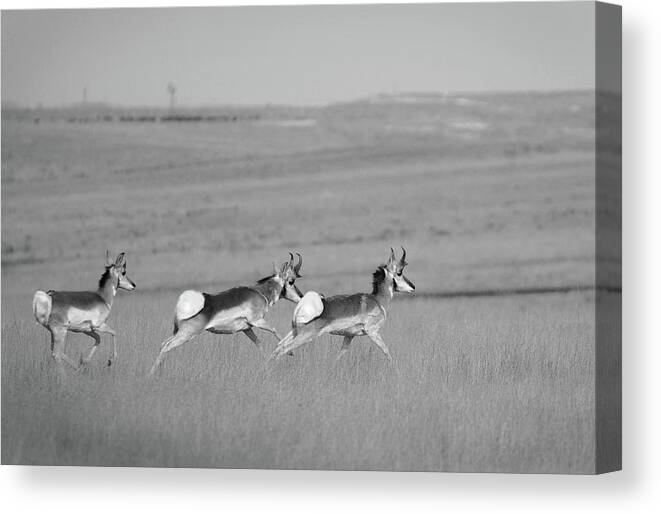 Richard E. Porter Canvas Print featuring the photograph Morning Run - Antelope, Texas Hwy. 207 by Richard Porter