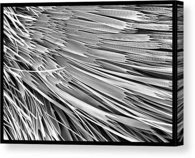 Microscope Canvas Print featuring the photograph Moth Scales, Sem by Sheri Neva
