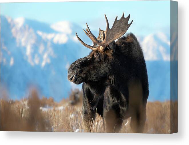 Moose Canvas Print featuring the photograph Mountain man bull by Peter Mangolds