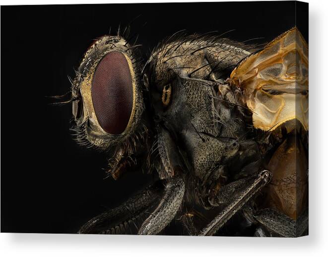 Insect Canvas Print featuring the photograph Musca Domestica (housefly) by Manuel Bratti