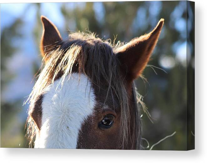 Mustang Canvas Print featuring the photograph Mustang Close Up by Maria Jansson
