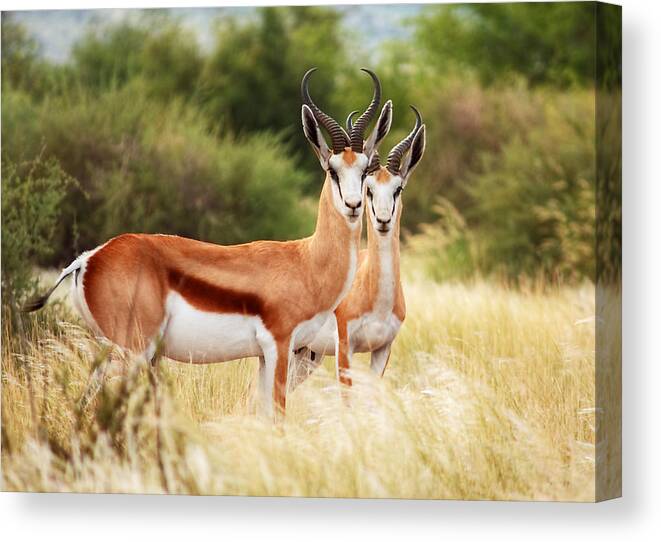 Grass Canvas Print featuring the photograph Namibia - Springbock by Björn Disch