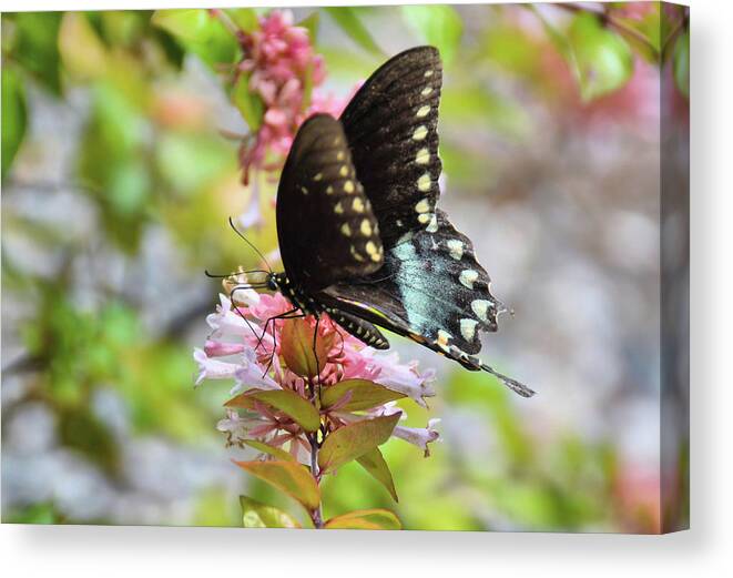 Banks Canvas Print featuring the photograph Nectar Smoothie by JAMART Photography