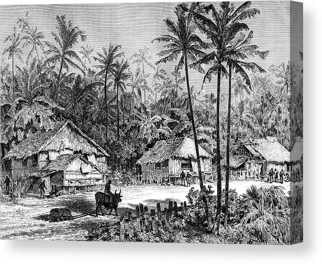Engraving Canvas Print featuring the drawing Negritos, Malaysia, 19th Century by Print Collector