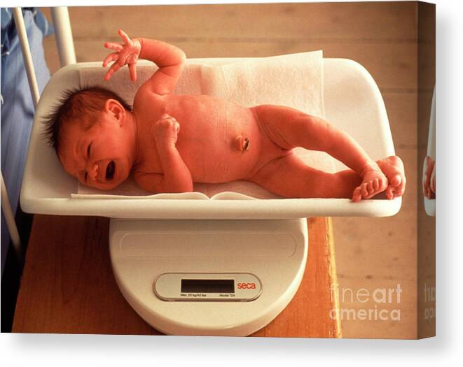 Newborn Baby Girl Being Weighed On Scales Canvas Print