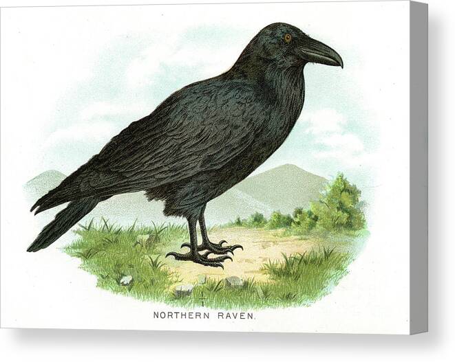 Engraving Canvas Print featuring the digital art Northern Raven Bird Lithograph 1897 by Thepalmer