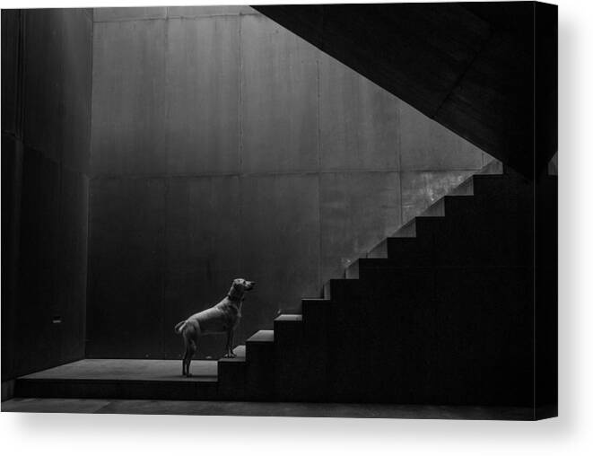 Dog Canvas Print featuring the photograph On The Threshold Of A Dream by Luis Cmara