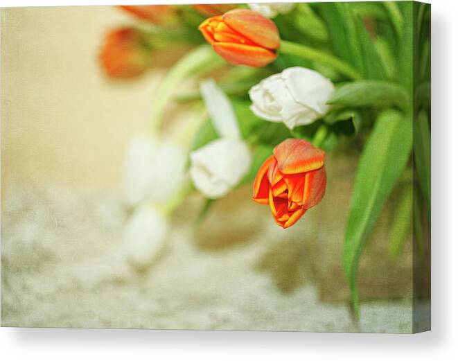 Orange Color Canvas Print featuring the photograph Orange And White Tulips, Textured by Susangaryphotography