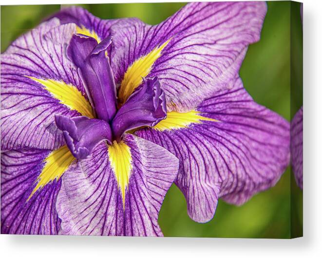 Flower. Orchid Canvas Print featuring the photograph Orchid #3 by Minnie Gallman