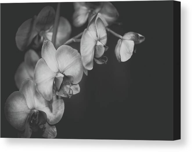 Orchid Canvas Print featuring the photograph Orchid in Black and White by Lori Rowland