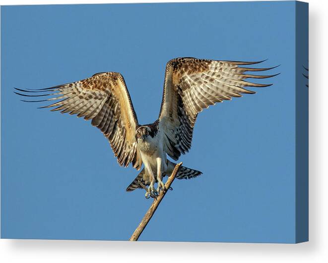 Osprey Canvas Print featuring the photograph Osprey Landing by Beth Sargent