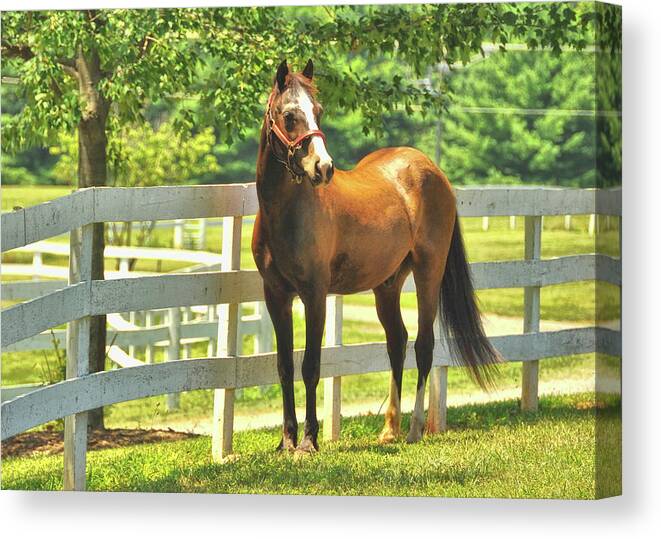 Athleticism Canvas Print featuring the photograph Our Pony by JAMART Photography