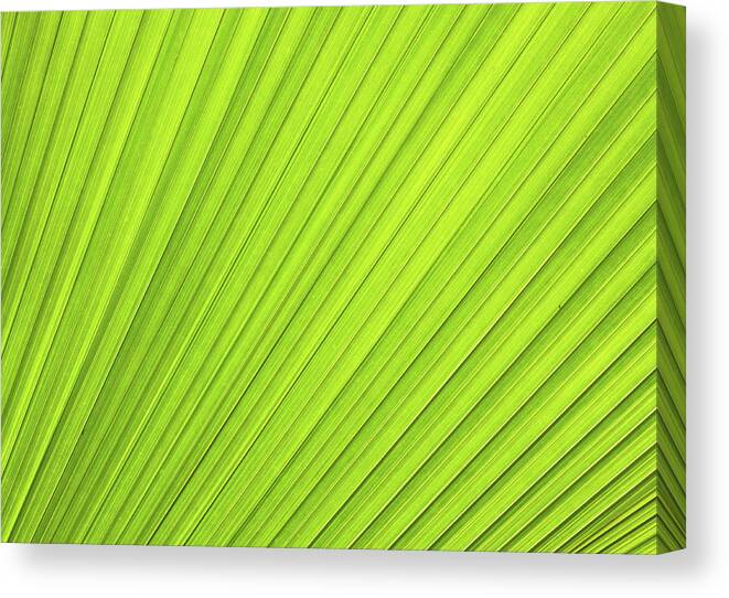 In A Row Canvas Print featuring the photograph Palm Background by Rusm