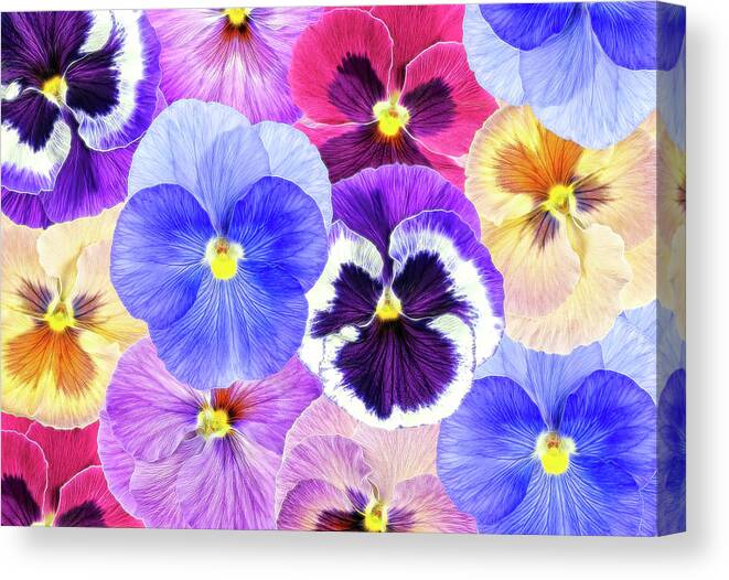 Pansy Passion Ii Canvas Print featuring the photograph Pansy Passion II by Cora Niele
