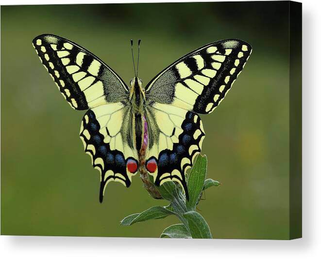 Catalonia Canvas Print featuring the photograph Papilio Machaon by I Am Passionate About Photography And Light