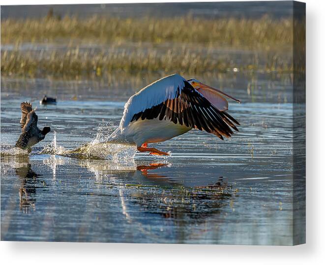 Pelican Canvas Print featuring the photograph Pelican 7 by Rick Mosher