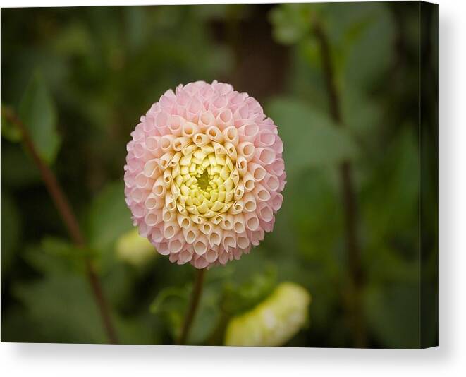 Dahlia Canvas Print featuring the photograph Petite Pink by Brian Eberly