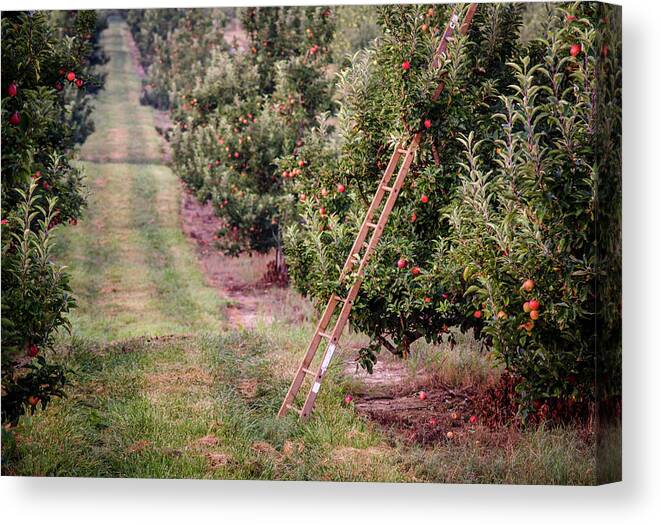 Orchard Canvas Print featuring the photograph Picking Time by Andy Smetzer