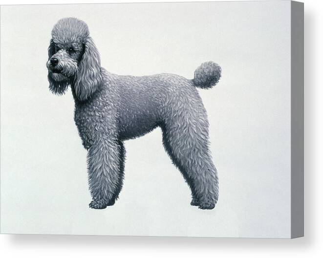 Poodle Canvas Print featuring the painting Poodle by Harro Maass