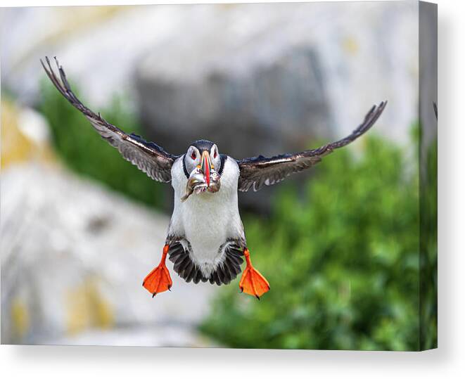 Puffins Canvas Print featuring the photograph Puffin in Flight by Darryl Hendricks