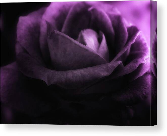 Rose Canvas Print featuring the digital art Purple Rose by Doreen Erhardt