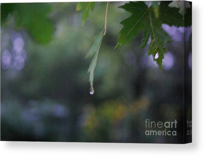 Nature Canvas Print featuring the photograph Raining by Frank J Casella