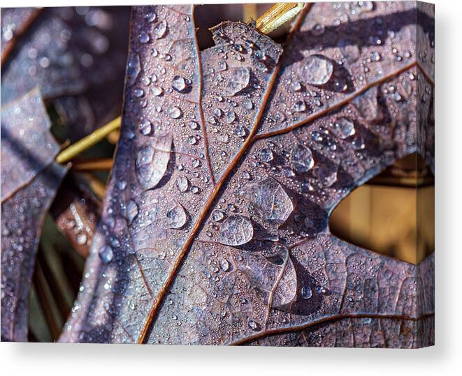 Poconos Canvas Print featuring the photograph Nature Photography - Fall Leaves by Amelia Pearn