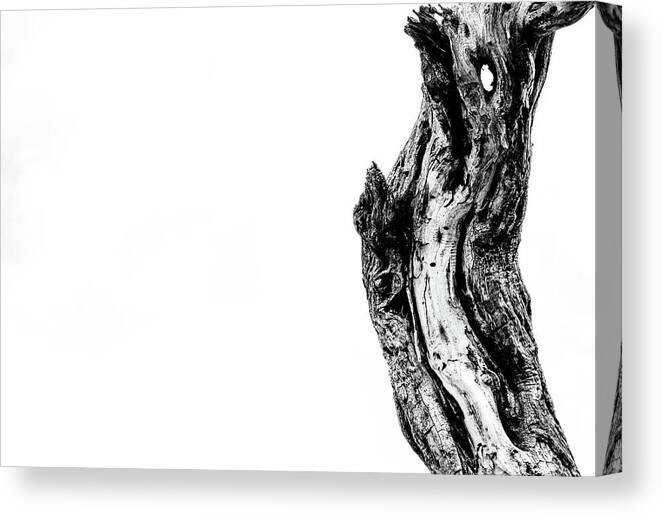 Black And White Canvas Print featuring the photograph Reaching Up by Melisa Elliott