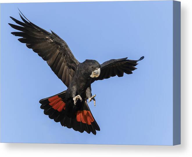Bird Feathers Canvas Print featuring the photograph Ready To Land by Susan Moss