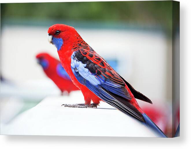 Animal Themes Canvas Print featuring the photograph Red And Blue Rosella Parrots On White by Sharon Vos-arnold