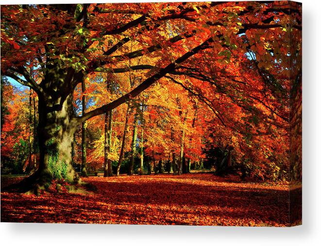 Autumn Canvas Print featuring the photograph Red Autumn by Philippe Sainte-Laudy