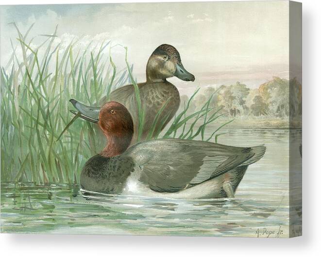 Animals & Nature Canvas Print featuring the painting Red Headed Ducks by A. Pope Jr.
