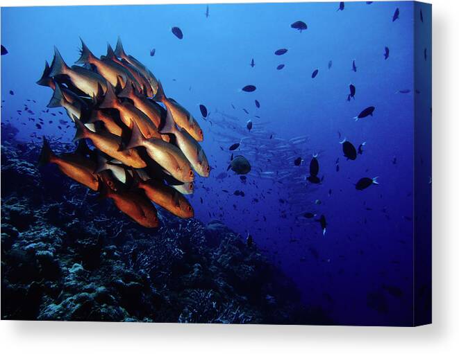 Underwater Canvas Print featuring the photograph Reef Rush Hour, Snappers And Barracudas by Tammy616