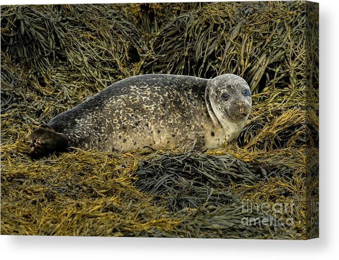 Animal Canvas Print featuring the photograph Relaxing Common Seal At The Coast Near Dunvegan Castle On The Isle Of Skye In Scotland by Andreas Berthold