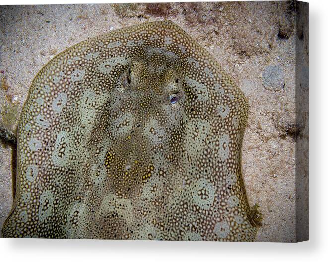 Jean Noren Canvas Print featuring the photograph Round Stingray Eyes by Jean Noren