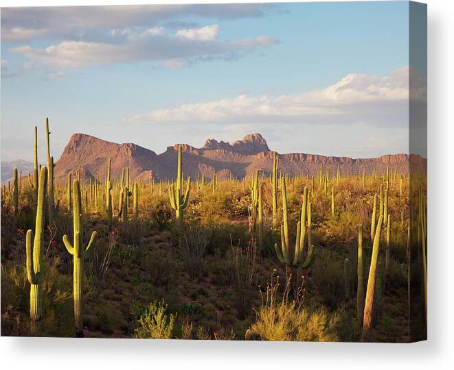Saguaro Cactus Canvas Print featuring the photograph Saguaro Cacti And Desert Mountains by Kencanning