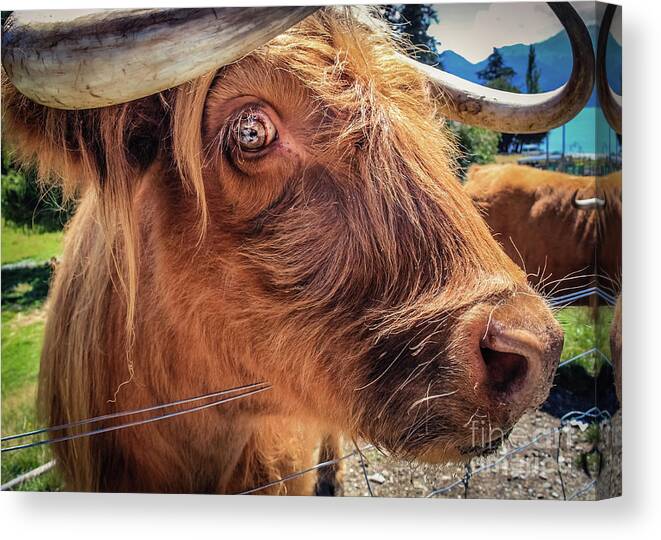 Animal Canvas Print featuring the photograph Scottish highland cow portrait by Lyl Dil Creations