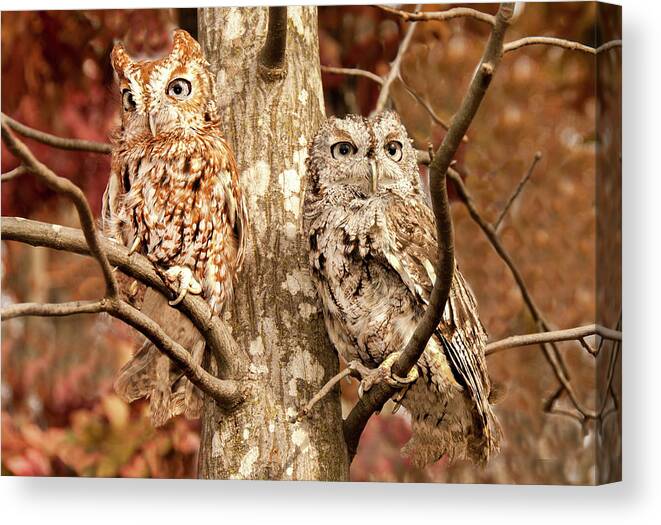 Bird Canvas Print featuring the photograph Screech Owls by Minnie Gallman