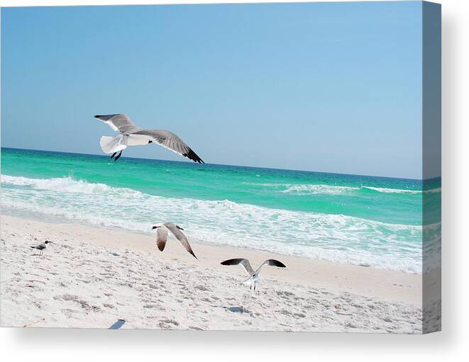 Seagulls 2 Canvas Print featuring the photograph Seagulls 2 by Audrey